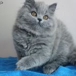 Британская длинношерстная кошка (Хайлендер)