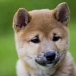 Chiba inu puppi купить щенка Шиба ину. Цены договорные.